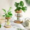 4 Pack Glass Plant Propagation Stations with Wooden Lid & Bamboo Stand – Hydroponic Small Potted Plant Vases for Desk, Home & Office Decor